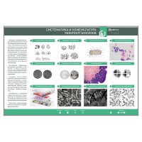 Электрифицированный стенд «Систематика и номенклатура микроорганизмов»