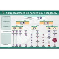 Стенд "Схема кроветворения по Черткову и Воробьеву"