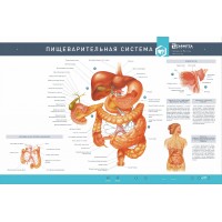 Интерактивный светодинамический стенд "Пищеварительная система" с макетными образцами